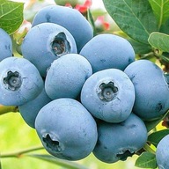 Borówka amerykańska BONUS bardzo duże owoce