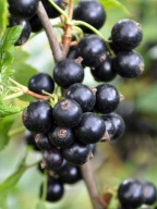 Porzeczka czarna 'Titania' c2 20cm