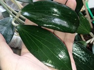 Hoya Hoja NICHOLSONIAE cięta