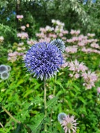 Przegorzan niebieskie fioletowe kule roślina wieloletnia miododajna bylina