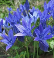 Hiacynt kalifornijski sadzonka w pojemniku 10 CM na balkon taras do donicy