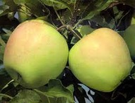 Jabłoń GOLDEN DELICIOUS- słodka zimowa odmiana