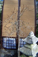 Forsycja pendula mini okaz szczepiona pienna inna