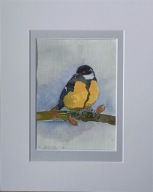 sikora ptak sikorka bogatka akwarela na papierze