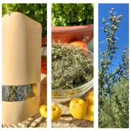 BYLICA BOŻE DRZEWKO NA TRAWIENIE STANY ZAPALNE KASZEL PASOŻYTY REGENERACJA