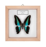 Motyl w gablotce Graphium sarpedon