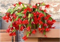 RHIPSALIDOPSIS ##### HAYENNE #### EPIPHYLLUM SZCZEPKA BEZ KORZENIA