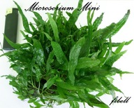 Microsorium Mini spora kępa -paproć- od fibell