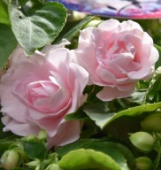 Niecierpek Pełny Impatiens walleriana GLIMMER APPLEBLOSSOM