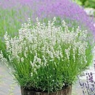LAWENDA white scent sadzonka w pojemniku 10 cm na obwódki , miododajna