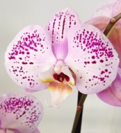 PHALENOPSIS storczyk 1.05