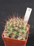 KAKTUS Mammillaria sp. (1)