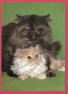 Kot kotek koty rasa harce kot w życiu człowieka pocztówka