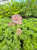 JARZMIANKA WIĘKSZA "MILANO" bylina sadzonka