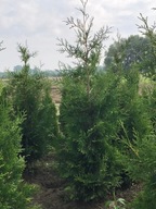 Tuja brabant jakość premium 180cm tania od producenta JESIENNA PROMOCJA!!