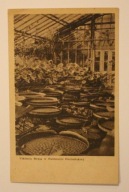 POZNAŃ. Viktoria Regia w Palmiarni Poznańskiej, 1948 rok, CIEKAWA PIECZĄTKA