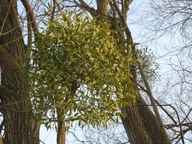 Jemioła pospolita naturalna żywa duża kula na pniu