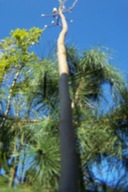 Magnolia pienna kulista szczepiona fioletowa inna