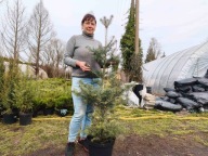 Jodła kalifornijska 132cm ( nr. 2)