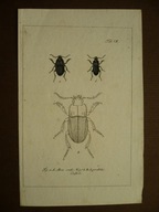 chrząszcz Bosak baryłkowaty, oryg. 1842