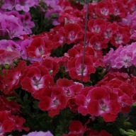 Pelargonia Grandiflora Bermuda Cherry ANGIELSKA DUŻA