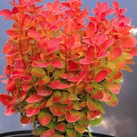 Berberys ORANGE 'Marylka' POMARAŃCZOWY, CZERWONY