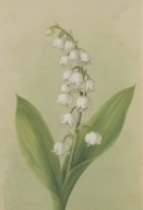 Plakat BOTANICZNY Konwalie Vintage B2 bez ramy 50 x 70cm