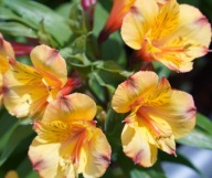 Alstromeria aurosa Alstroemeria Ariana