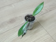 Hoya Hoja PUBICALYX HAWAIIAN PURPLE ukorzeniona