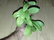 Hoya Hoja BHUTANICA ukorzeniona