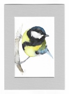 sikora bogatka, ptaki Polski, akwarela z passe-portout, oryginał