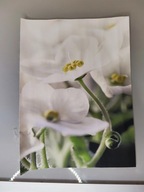 Obrazek na płótnie - kwiaty (33)