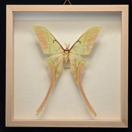 Motyl w gablotce Actias Rhodopneuma