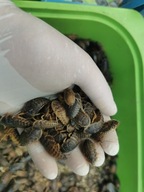 Karaczany Argentynskie 2-4cm dubia 25 Mix sztuk