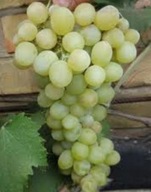 WINOGRON ''HIBERNAL'' WINOROŚL Deserowo-przerobowa jasne owoce