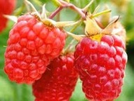 MALINA BEZKOLCOWA GLEN AMPLE SADZONKA W POJEMNIKU 20 CM WIELOLETNIA