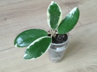 Hoya Hoja VERTICILLATA ALBOMARGINATA ukorzeniona