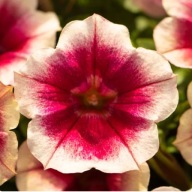 Petunia Hybrida Fun House Peach Melba