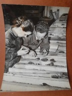 PRL geologia nafta Instytut Geologiczny 1960 fot. Dąbrowiecki duża