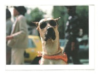 Karnet - A. Sprinkle, Pies celebryta na Times Square / dog / OPIS !!!