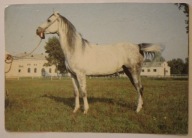 JANÓW PODLASKI. STADNINA KONI. Ogier EUKALIPTUS, CZYSTA