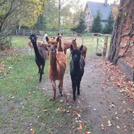 Wizyta w zagrodzie Alpaki Miedziaki w Niemstowie (okolice Lubina)