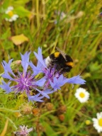 MIODODAJNE maki NASIONA DLA MOTYLI PSZCZÓŁ MIESZANKA KWIATOWA