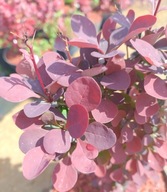 Berberys CHOCOLATE SUMMER winnoczekoladowy PIĘKNY