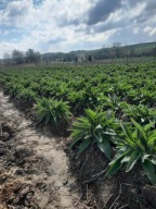Żywokost rosyjski (odmiana Bocking-14) sadzonki