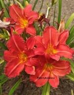 czerwony LILIOWIEC RED RUM 10 cm kwiaty i niski 50 cm wzrost KŁĄCZE