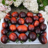 Pomidor gargamel - nasiona ***