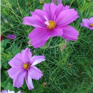 Onętek kosmos - mix kolory - 250 nasion