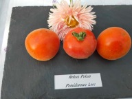 Pomidor Hokus Pokus wełniasty nasiona kolekcjonerskie