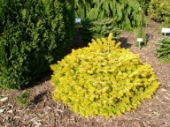 PRAWDZIWE ZŁOTO Jodłą kaukaska 'Golden Spreader' Abies nordmanniana